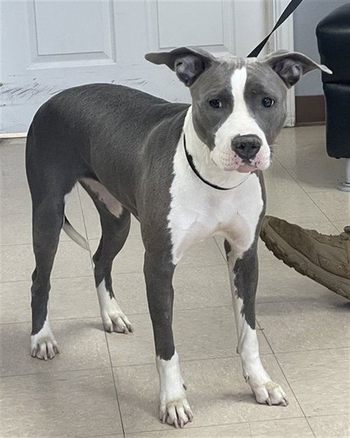Sophie-Luna