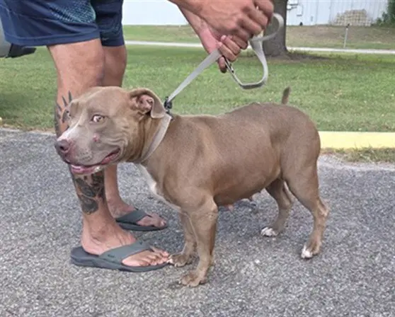 Chichi - Pit Bull Terrier