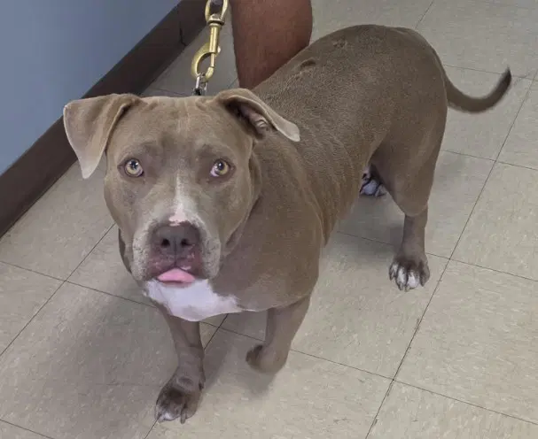 Chichi - Pit Bull Terrier