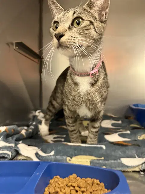 Opal - Domestic Short Hair