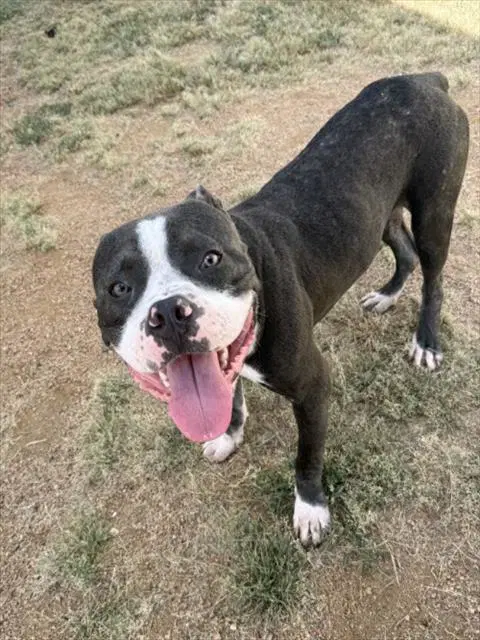 Drew Mcintyre - Pit Bull Terrier