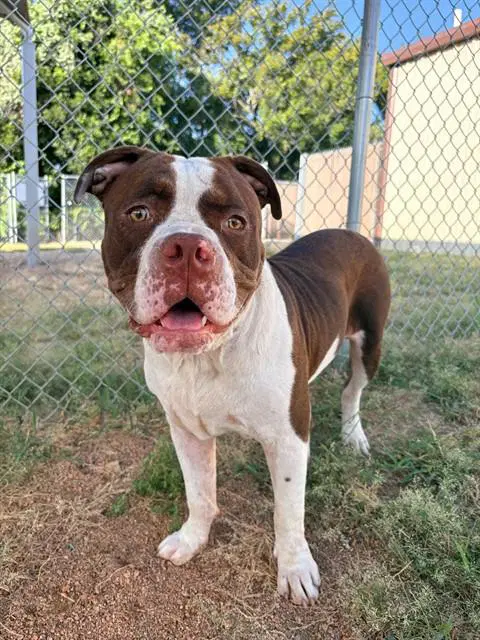 Porkchop - Pit Bull Terrier