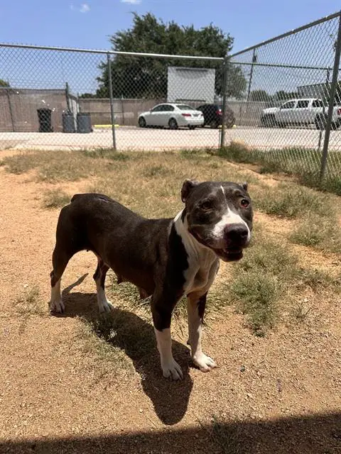 Ladybug - Pit Bull Terrier