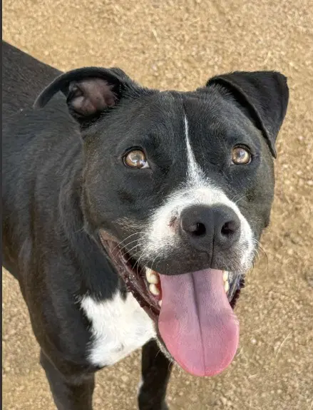 Max - Pit Bull Terrier