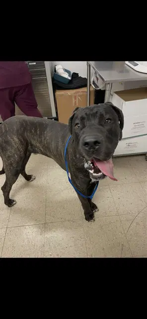 Scooby - Great Dane