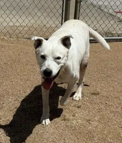 Ace - American Bulldog