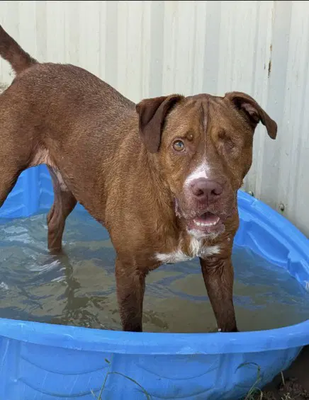 Flame - Pit Bull Terrier