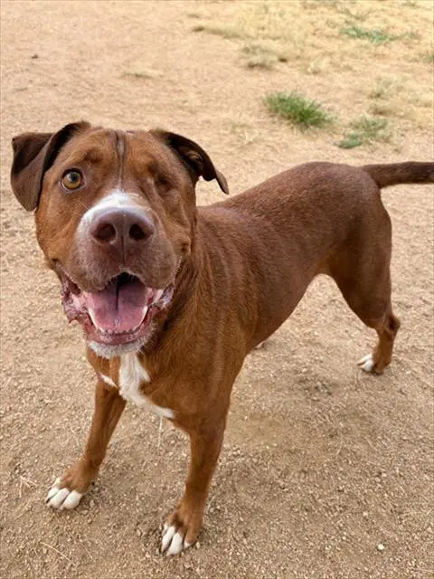 Flame - Pit Bull Terrier