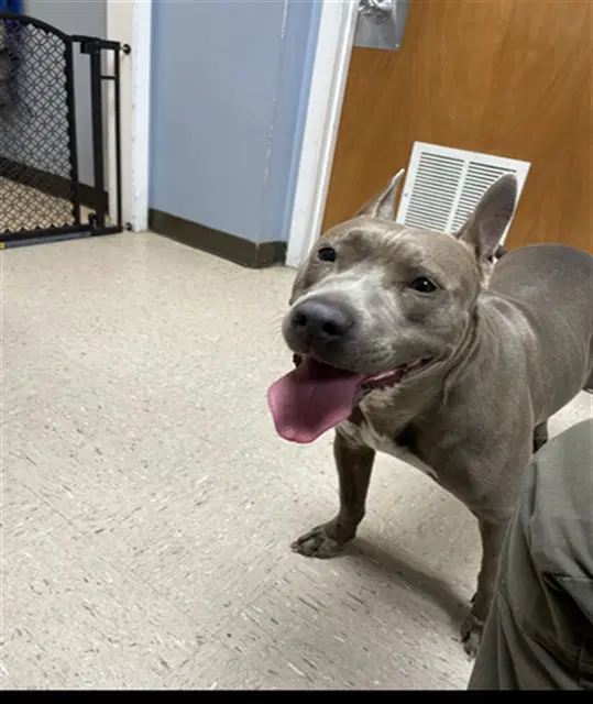 Nova - Pit Bull Terrier