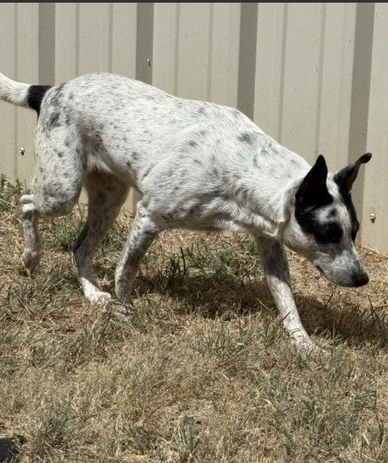 picture of the dog needing adoption