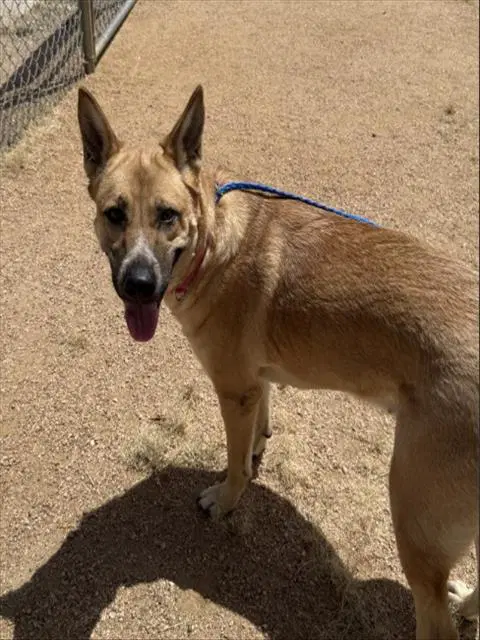 Freya - Belgian Shepherd Malinois