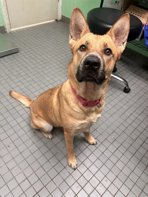 Freya - Belgian Shepherd Malinois
