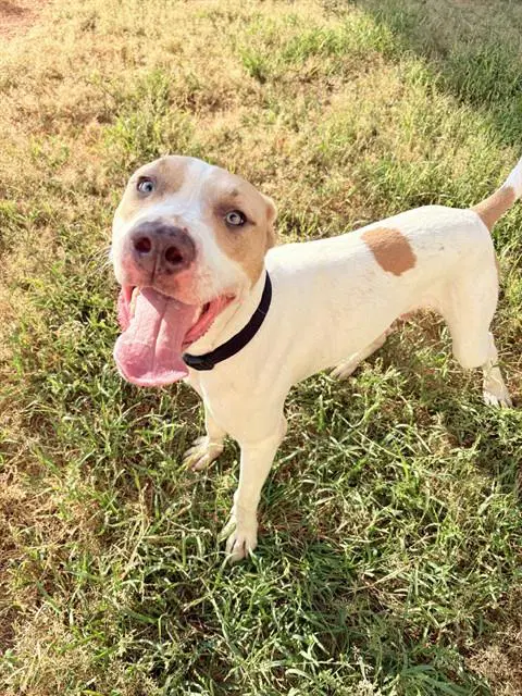 Ghost - Pit Bull Terrier