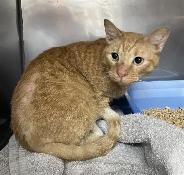 Nugget - Domestic Short Hair
