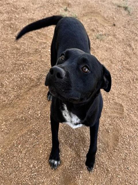 picture of the dog needing adoption
