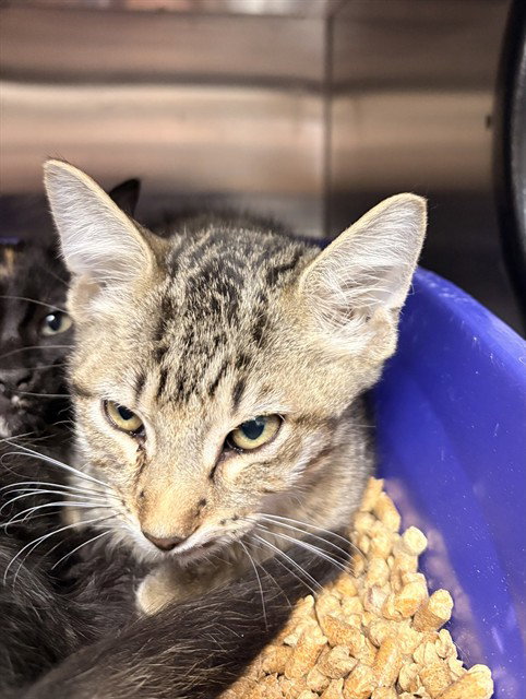 picture of the cat needing adoption