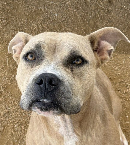 picture of the dog needing adoption