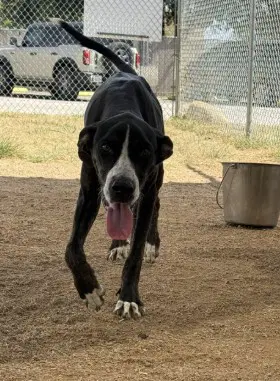 Amigo - Plott Hound