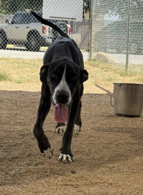 picture of the dog needing adoption