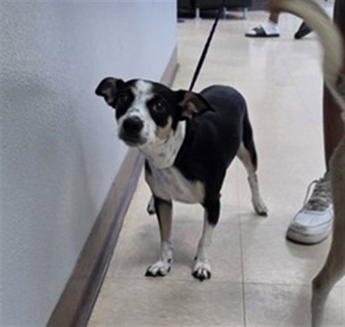 picture of the dog needing adoption