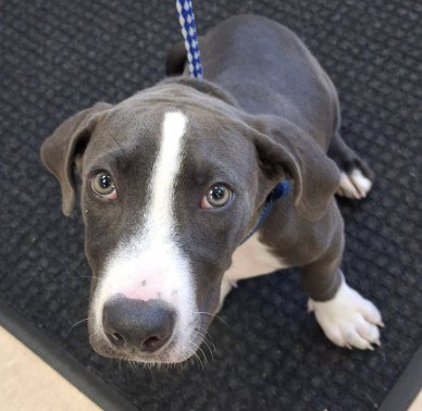 picture of the dog needing adoption