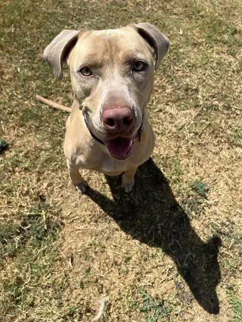 Pebbles - Pit Bull Terrier