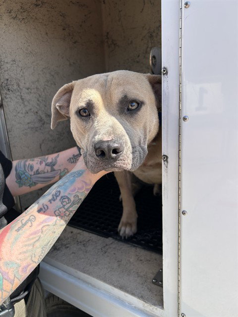 picture of the dog needing adoption
