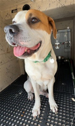 picture of the dog needing adoption