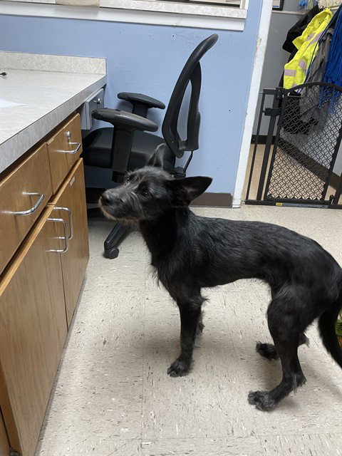 picture of the dog needing adoption
