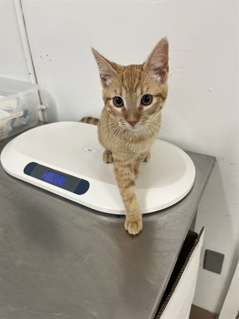 picture of the cat needing adoption