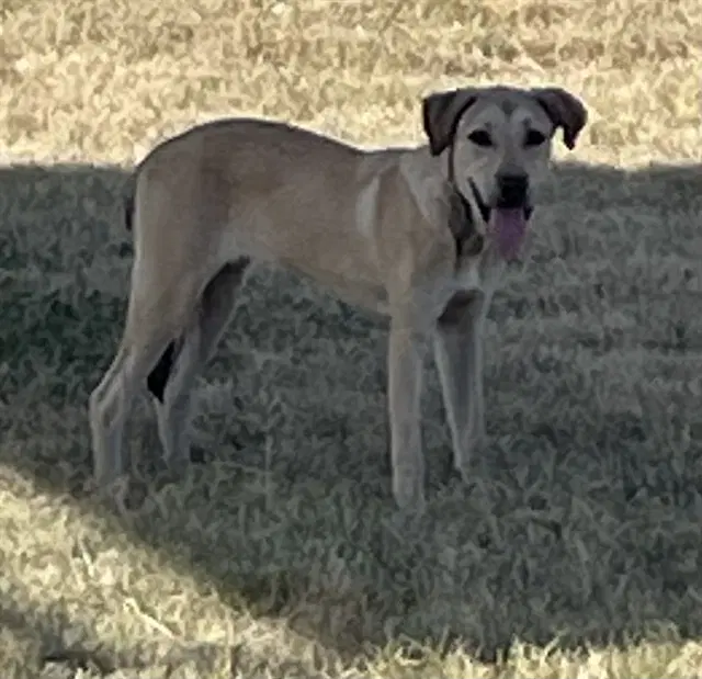 Jenna - Labrador Retriever