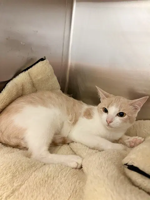 Lemondrop - Domestic Short Hair