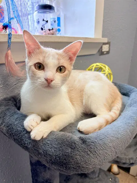 Lemondrop - Domestic Short Hair