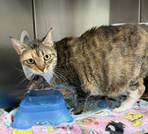 picture of the cat needing adoption