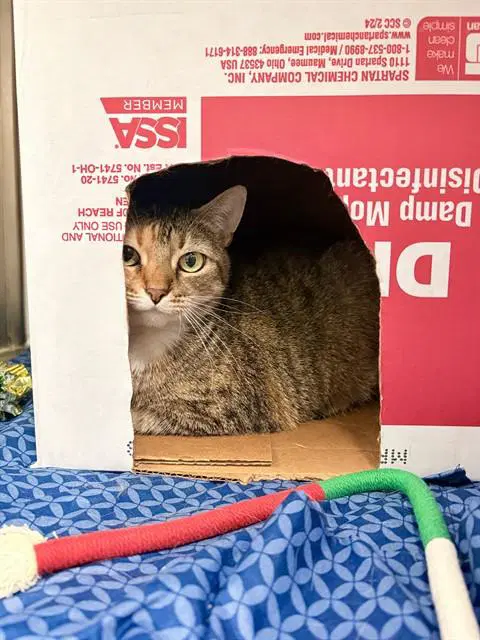 Fig - Domestic Short Hair
