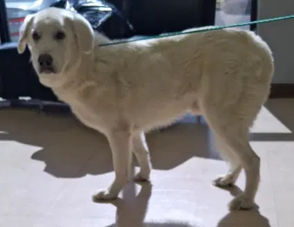 Kinto - Great Pyrenees