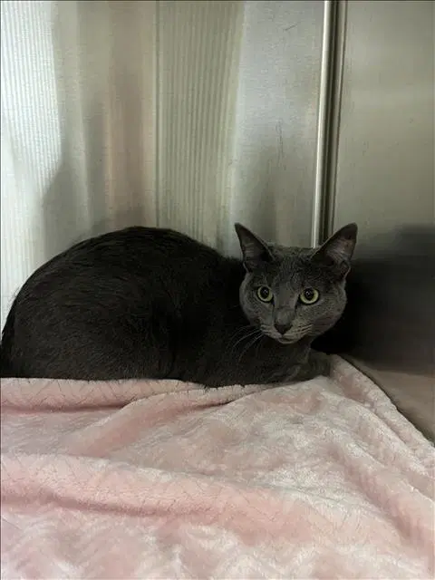 Misty - Domestic Short Hair