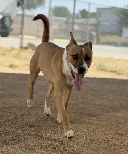 Dolly Barkton - Pit Bull Terrier