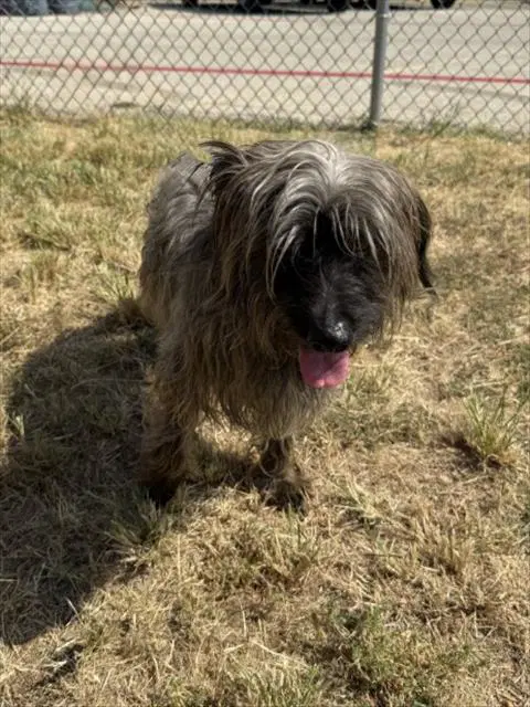 Muppy - Lhasa Apso