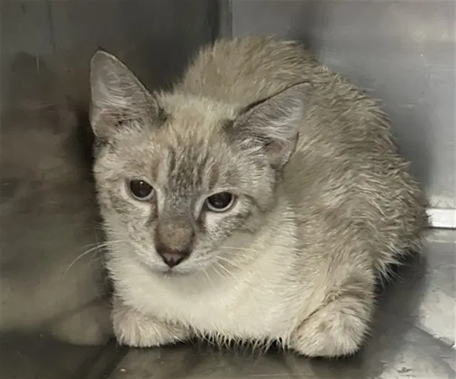 Miata - Domestic Short Hair