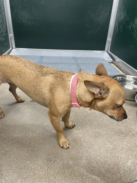 Abby - Chihuahua