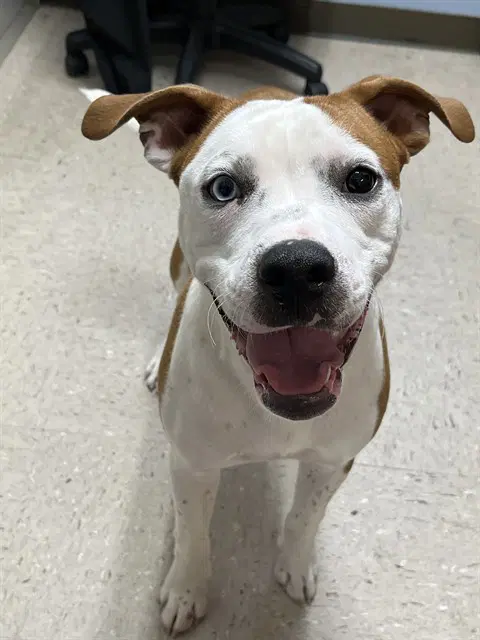 Copper - American Bulldog