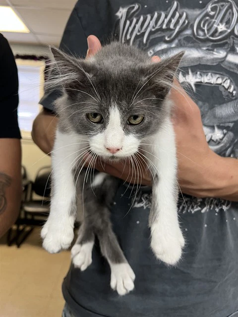 Asher