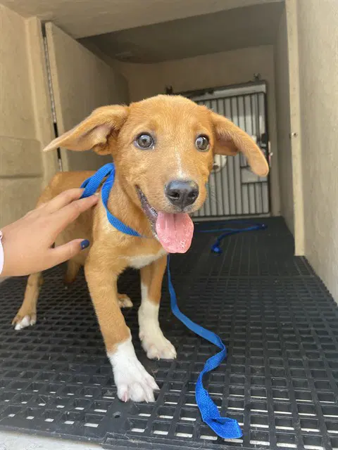 Marco - Australian Cattle Dog/Blue Heeler