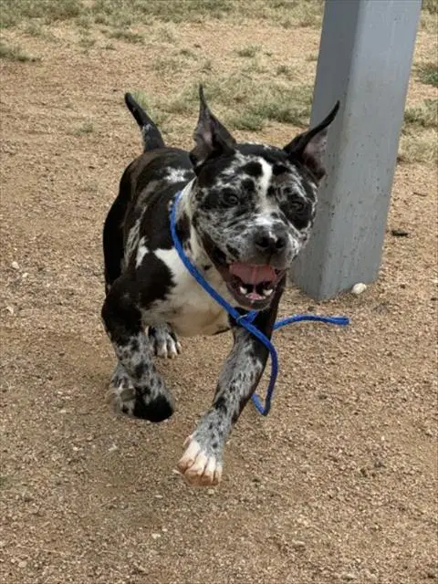 Oreo image 1