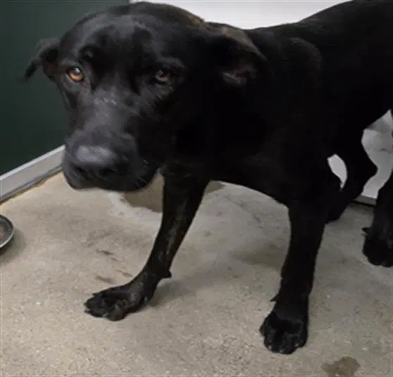 Athena - Labrador Retriever