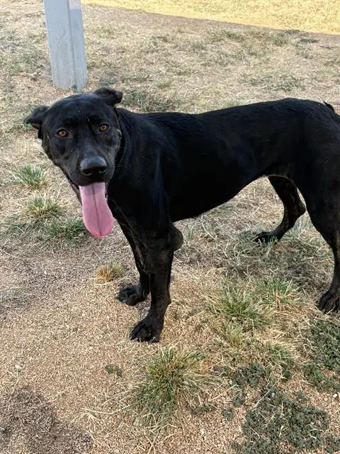 Athena - Labrador Retriever