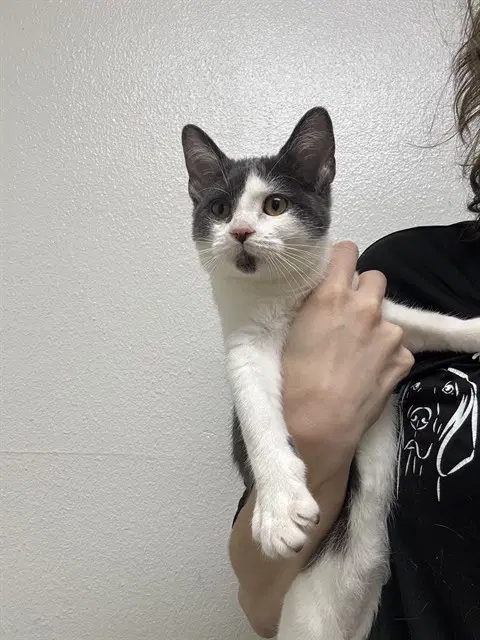 Crazy Bones - Domestic Short Hair