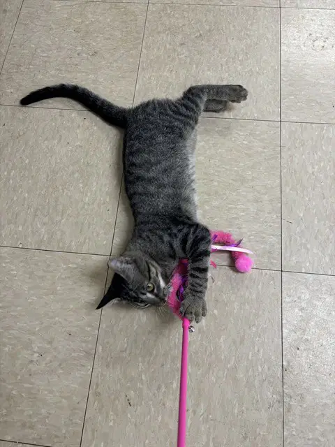 Lover Man - Domestic Short Hair