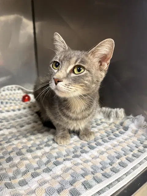 Eevee - Domestic Short Hair